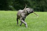 CANE CORSO 989